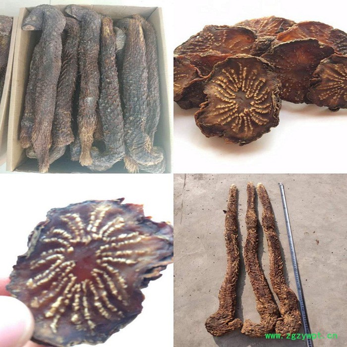 阿拉善肉苁蓉 肉苁蓉 阿拉善肉苁蓉 肉苁蓉功效和作用图3