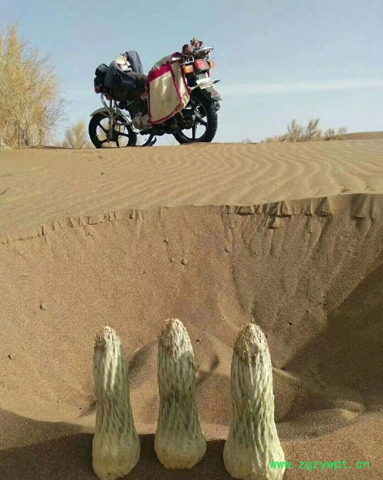 阿拉善肉苁蓉 肉苁蓉泡酒配方 肉苁蓉价格 肉苁蓉辨别真假图3