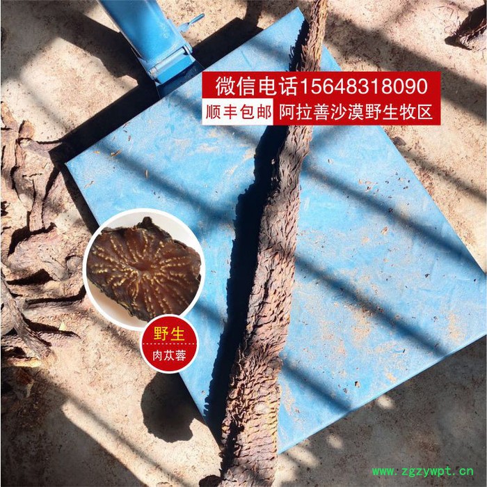 阿拉善肉苁蓉 肉苁蓉泡酒配方 肉苁蓉价格 肉苁蓉辨别真假图2
