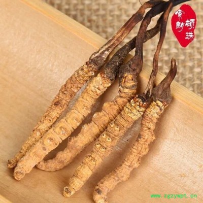 西藏 新鲜冬虫夏草