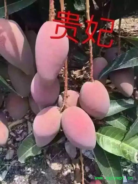 绿品国度冬虫夏草黑枸杞新鲜水果土特产图2