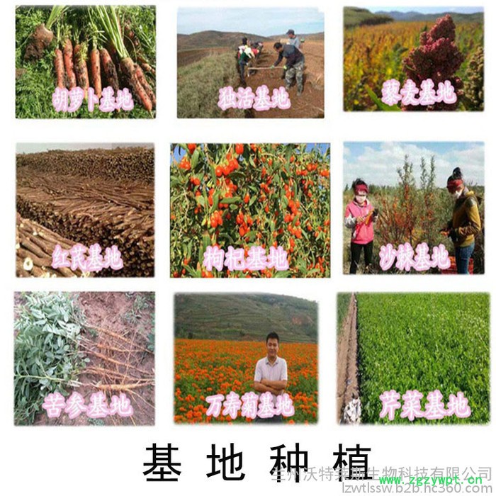 石斛提取物10:1 石斛多糖  石斛粉图5