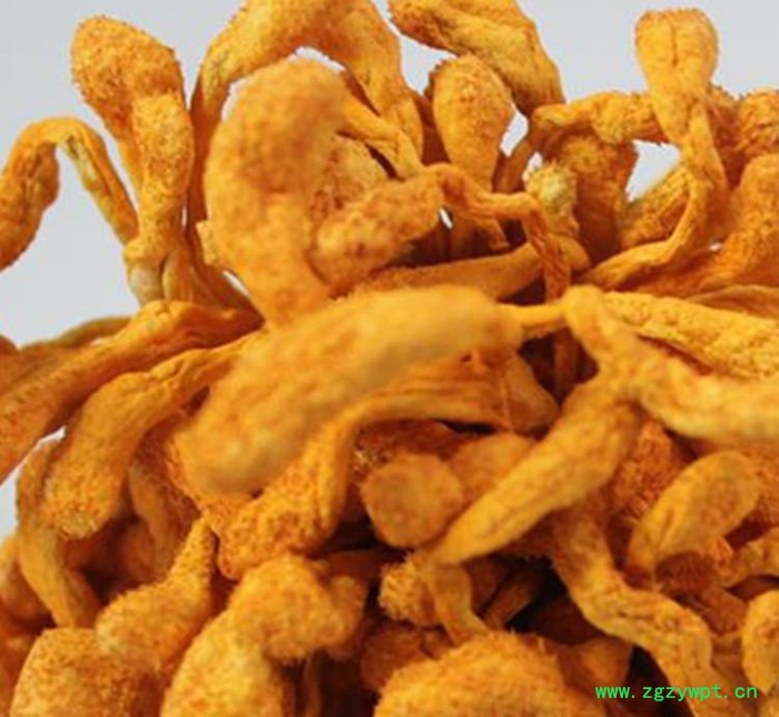 金正邦牌大孢子头金虫草花特级**批发北冬虫夏草蛹子实体 100g图3