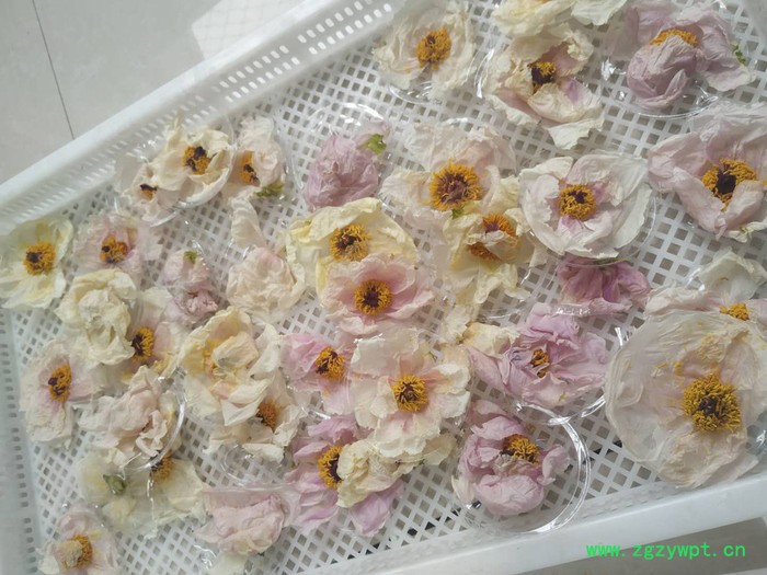 石斛烘干机 烘房厂家 西安圣达SD-RB-8P 空气能烘干设备图5