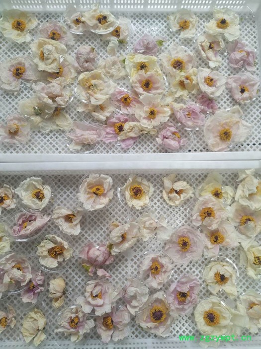 石斛烘干机 烘房厂家 西安圣达SD-RB-8P 空气能烘干设备图7