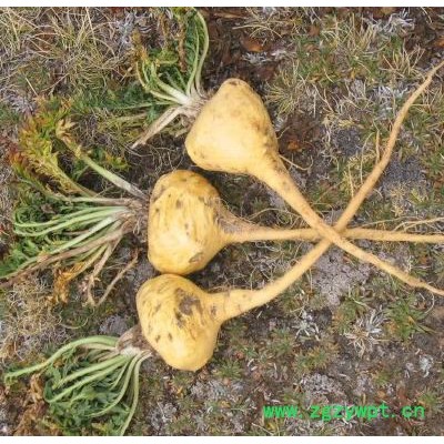 供应天本MK-1玛卡提取物