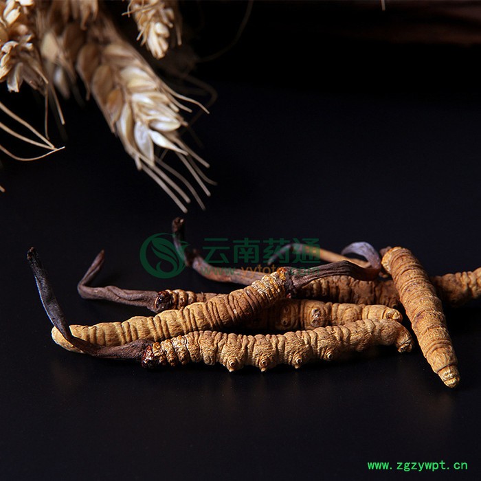 【云南药通】西藏冬虫夏草滋补虫草**无断草野鲜虫草包邮图3