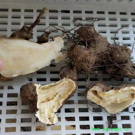 上海冷冻干燥机 白术枸杞虫草人参石斛中药真空低温快速干燥机烘干机厂家 中药浸膏低温快速膨化机 新型冻干机 能耗低一半图5