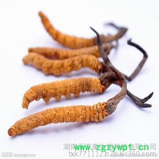湖南天下康供应：冬虫夏草提取物  30% 虫草多糖  生产厂家 商检