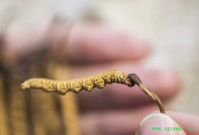 红瑞圣供应**那曲虫草 西藏自治区那曲虫草 传统滋补冬虫夏草 欢迎来电咨询图4