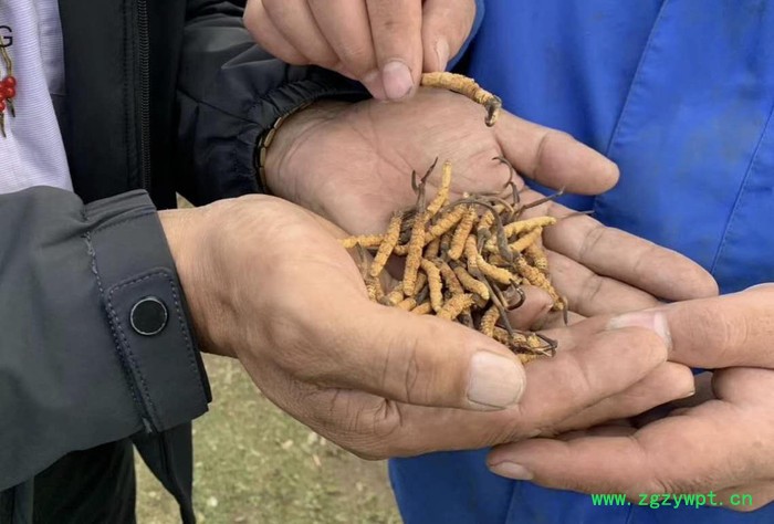 红瑞圣供应**那曲虫草 西藏自治区那曲虫草 传统滋补冬虫夏草 欢迎来电咨询图2