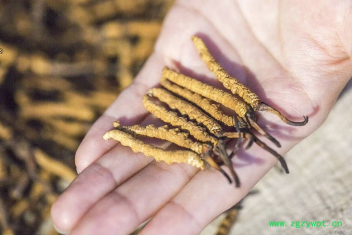 红瑞圣供应**那曲虫草 西藏自治区那曲虫草 传统滋补冬虫夏草 欢迎来电咨询图6