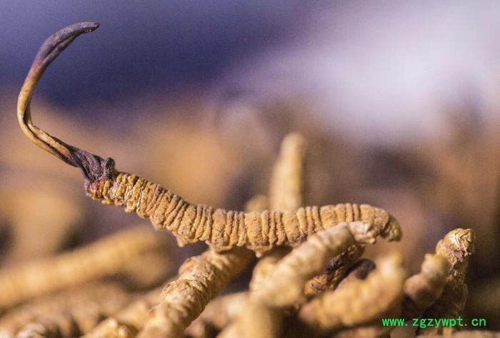 红瑞圣供应**那曲虫草 西藏自治区那曲虫草 传统滋补冬虫夏草 欢迎来电咨询图3