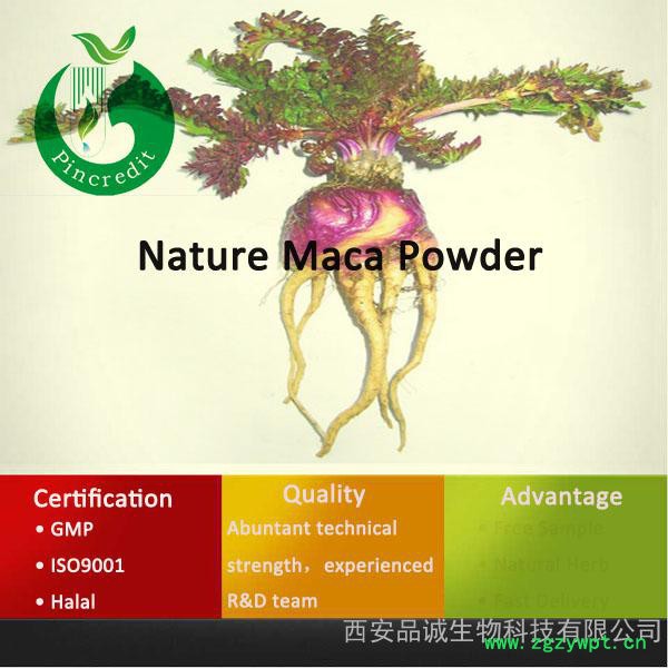 专业玛卡生产厂家 供应玛卡提取物 玛卡供应商图2