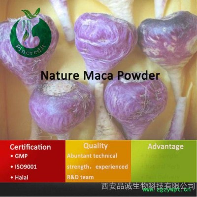 专业玛卡生产厂家 供应玛卡提取物 玛卡供应商