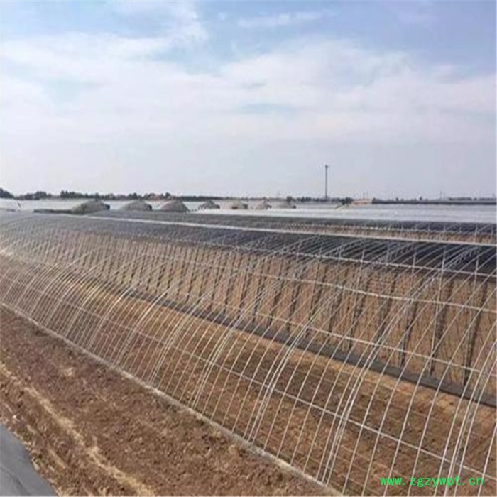 鲤城石斛温室大棚 智能养殖日光温室 旭航图4