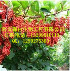 五味子提取物**植物提取物图2