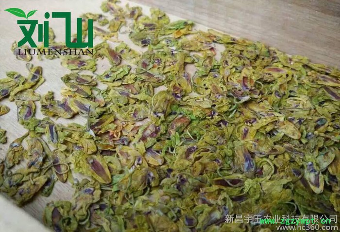 刘门山铁皮石斛扁花图3