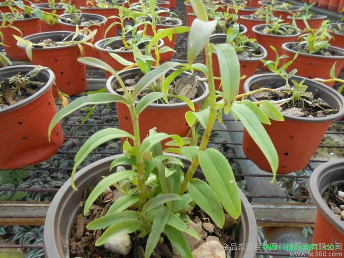 原生态种植养生保健石斛种苗图3