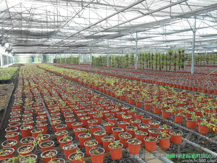 原生态种植养生保健石斛种苗图2