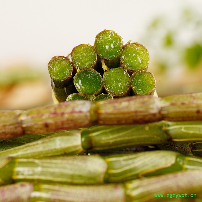 云南铁皮石斛鲜条 新鲜石斛 铁皮石斛枫妒条 500克包邮图3