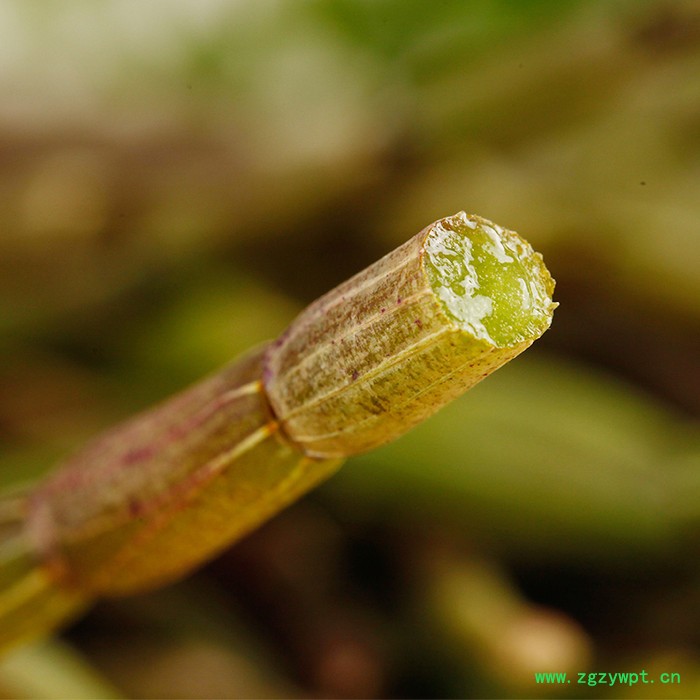 云南铁皮石斛鲜条 新鲜石斛 铁皮石斛枫妒条 500克包邮图2