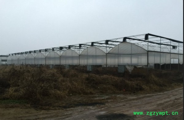 仙斛兰韵石斛大棚投资图7