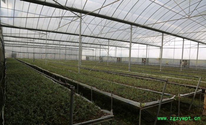 仙斛兰韵石斛大棚投资图2