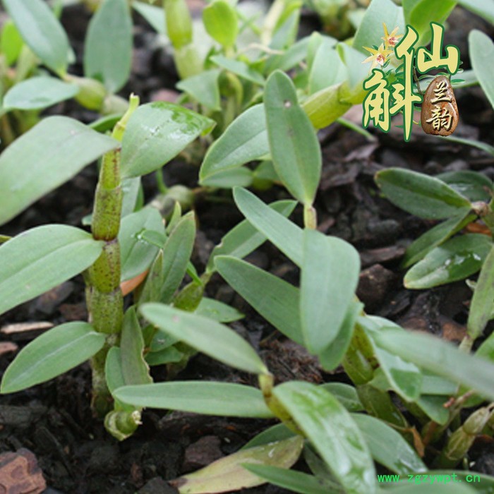 仙斛兰韵石斛大棚投资图5