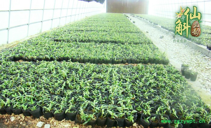 仙斛兰韵石斛大棚投资图4