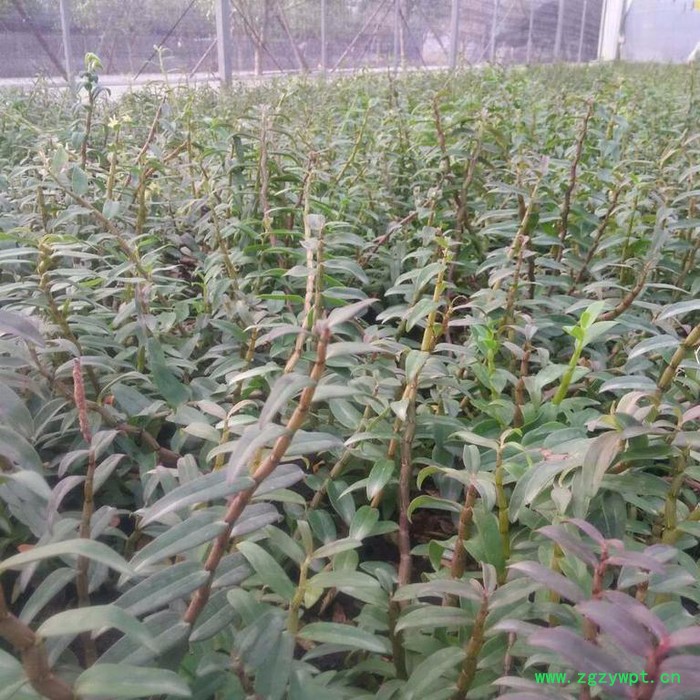 斛仙谷 铁皮石斛 铁皮石斛鲜条 贵州图2