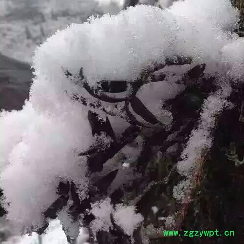 斛仙谷 铁皮石斛 铁皮石斛鲜条 贵州图5