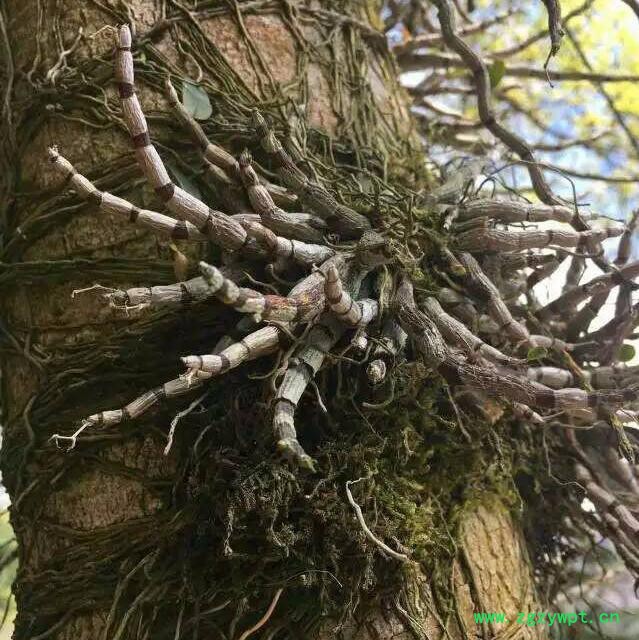 斛仙谷 铁皮石斛 铁皮石斛鲜条 贵州图4