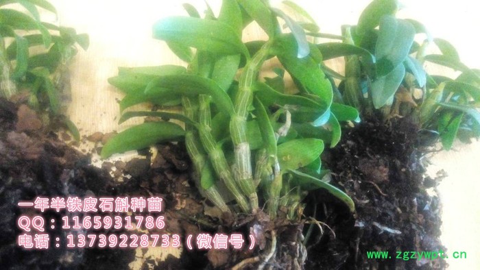 仙斛兰韵石斛种苗图2