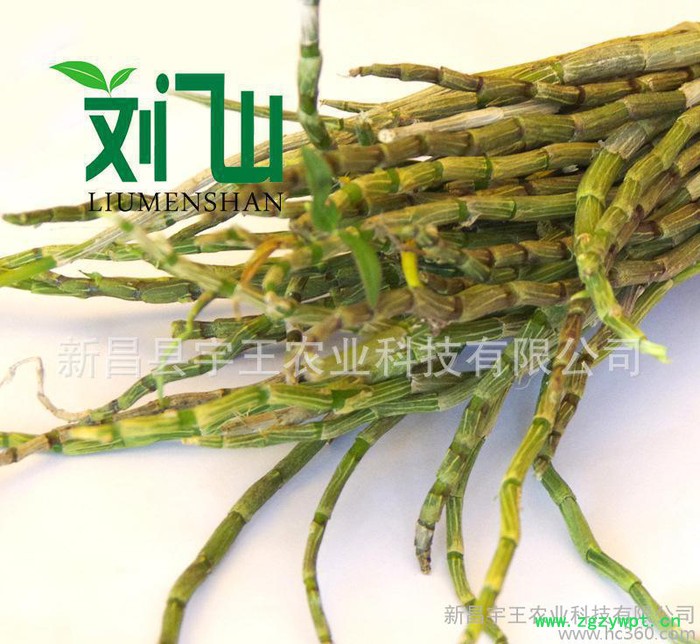 【高品质 **】正宗铁皮石斛鲜条 铁皮石斛枫斗 现货价格优图3