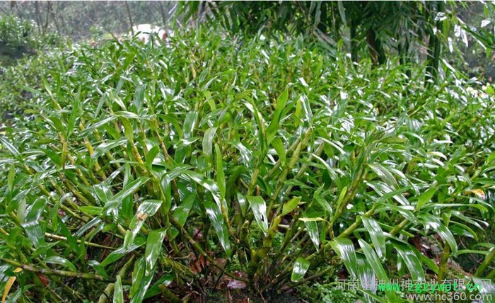 石斛原料 片剂 OEM代加工 降三高 量大从优 河南神州神图3