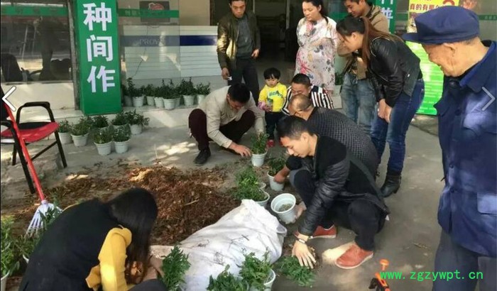 铁皮石斛种苗种植前景分析及种苗出售图3