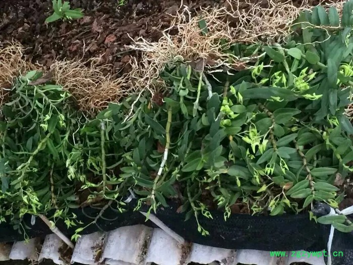 铁皮石斛种苗种植前景分析及种苗出售图4