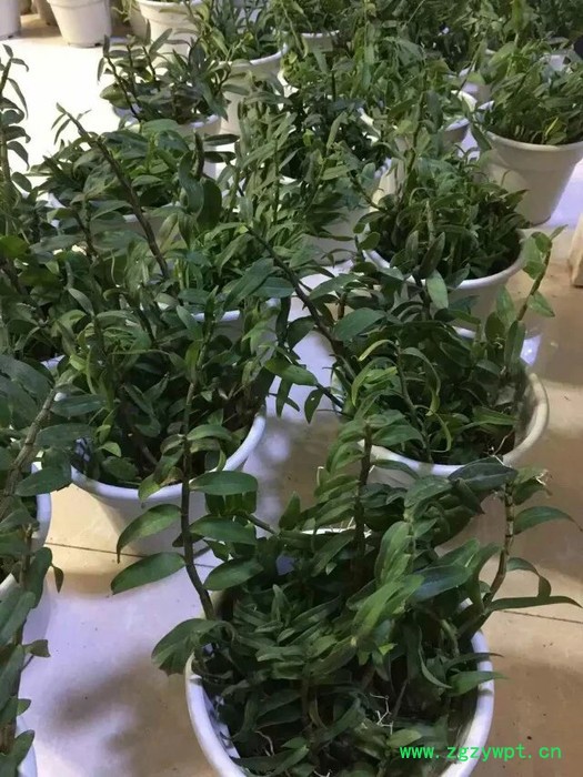 创纪农业中药材种值铁皮石斛种苗批发价格图3