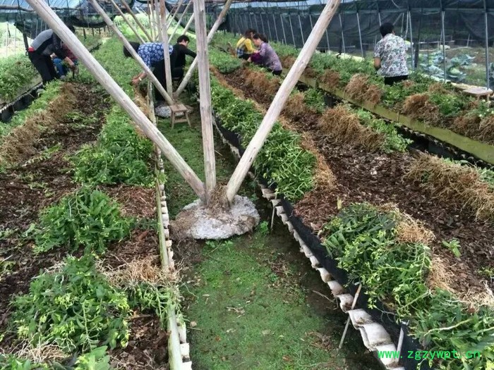 创纪农业中药材种值铁皮石斛种苗批发价格图2