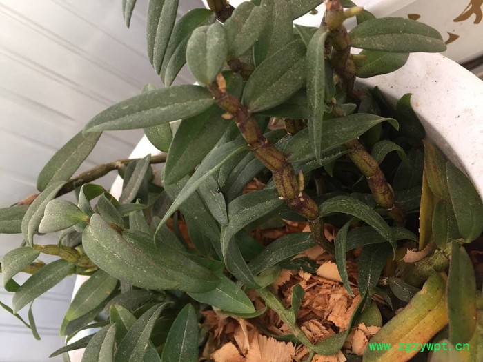 创纪农业中药材种值铁皮石斛种苗批发价格图5