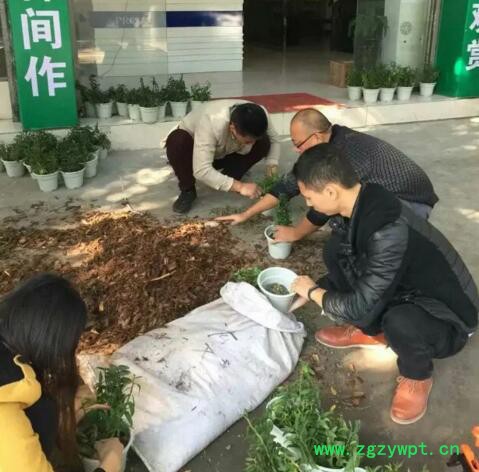 创纪农业中药材种值铁皮石斛种苗批发价格图4