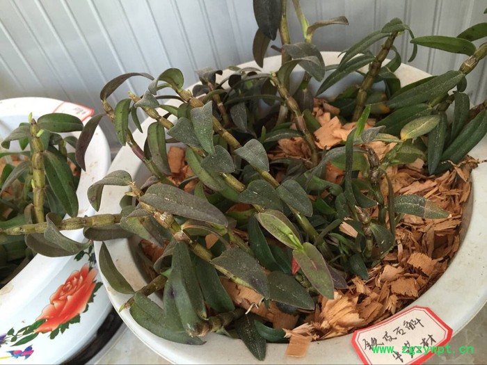 创纪农业中药材种值铁皮石斛种苗批发价格图8