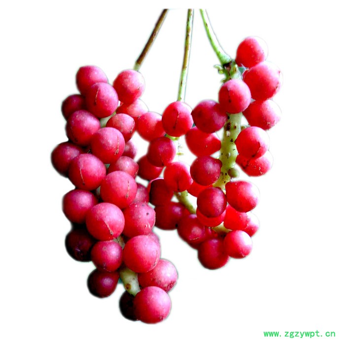 种苗 五味子 北五味 中药材五味子图6