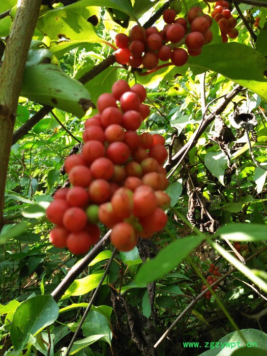 种苗 五味子 北五味 中药材五味子图3