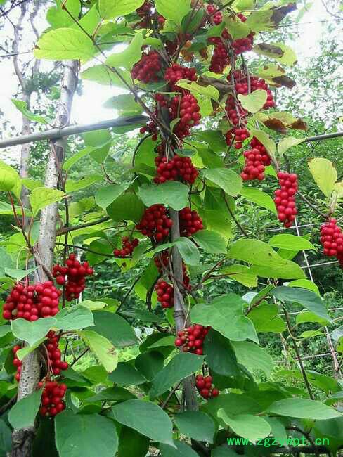 种苗 五味子 北五味 中药材五味子图7