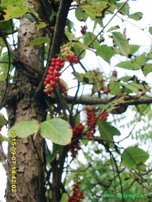 种苗 五味子 北五味 中药材五味子图2