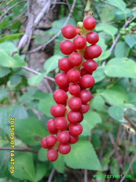种苗 五味子 北五味 中药材五味子图4