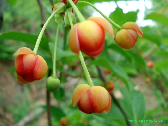 种苗 五味子 北五味 中药材五味子图8