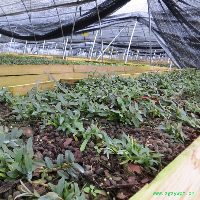 斛仙谷 铁皮石斛8-10个月驯化苗 铁皮石斛驯化苗图3